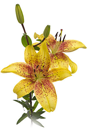 Grafity lily s.v.(creme)