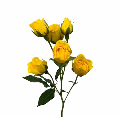 b42adcdb-62af-4789-bf53-deeff9ddce84.jpg RoseSpray Suncity much - Image 1