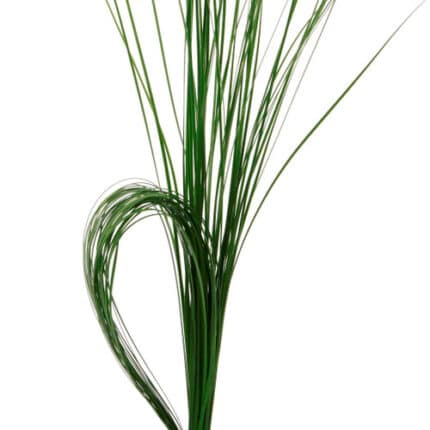 Steel Grass prem