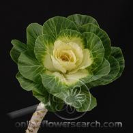 BRASSICA holl wht(stm)