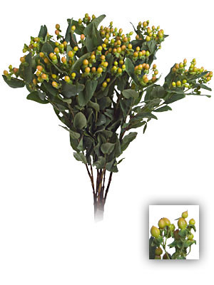 Hypericum HappyRomance 70cm f.