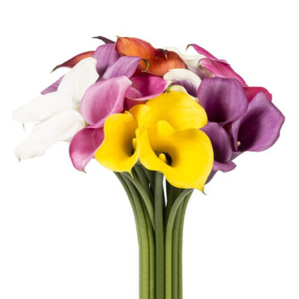 Callas Mixed sande x8 box