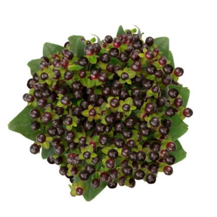 Hypericum Magical Universe 70c - HYP MAG UNI FRESCA