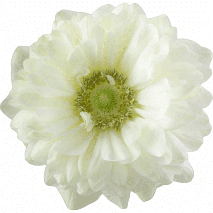 Ranunculus Moderna Blano rprim