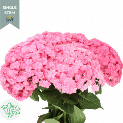 Hydrangea Luxor Pink chile sup