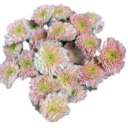 Pom Button Pink gdns