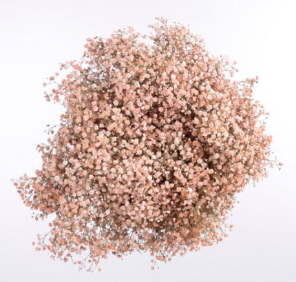 Baby'sBreath Xlence Coral much