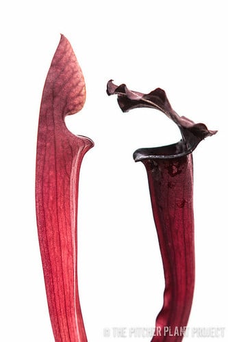 Saracinea Burgundy aqua