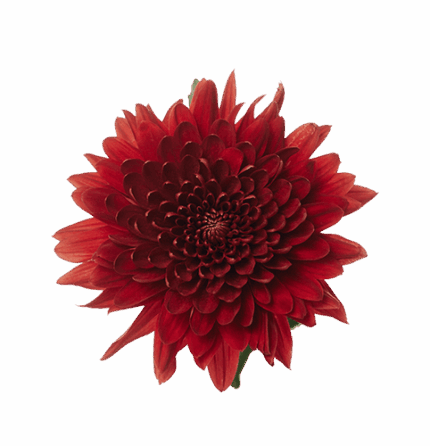 Mum Disbud Magnum Red gdns(5st)