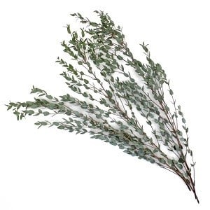 Eucalyptuse Moon Lagun israel