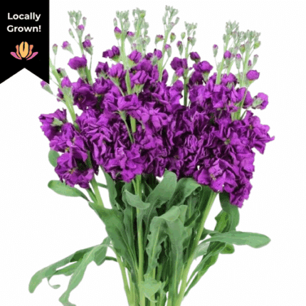 Stock Reddish Purple hendricks