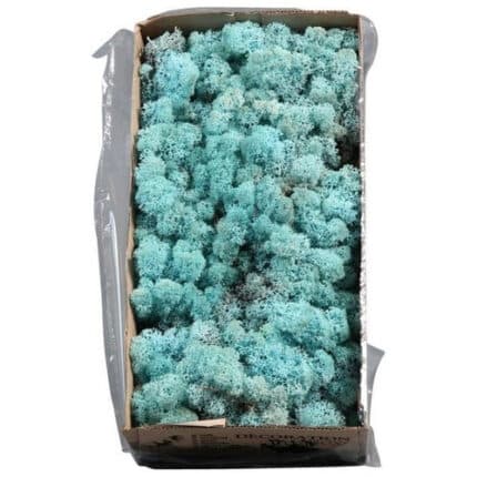 Iceland Moss Preserved Aquamar