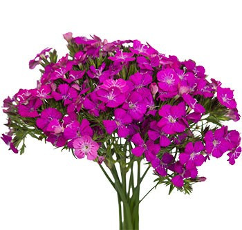 Dianthus Gypsy Purple hilltop