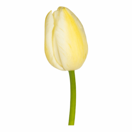 Tulip French Maureen holl 60cm