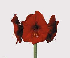 Amaryllis red l(st)(h)