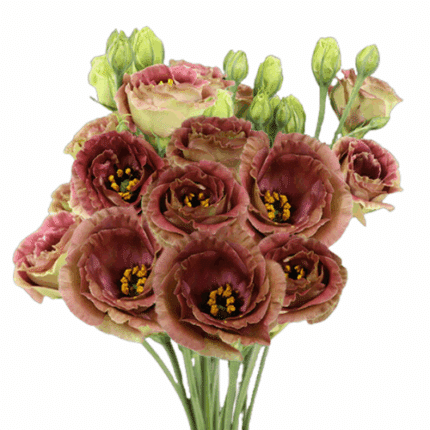 Lisianthus Brown can.