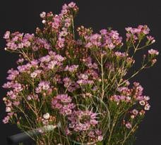 Waxflower Painted Lady fl. uni