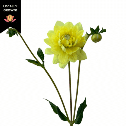Dahlia Yellow cramer