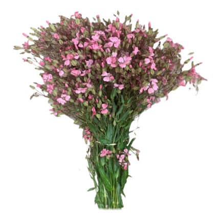 Saponaria Pink bella