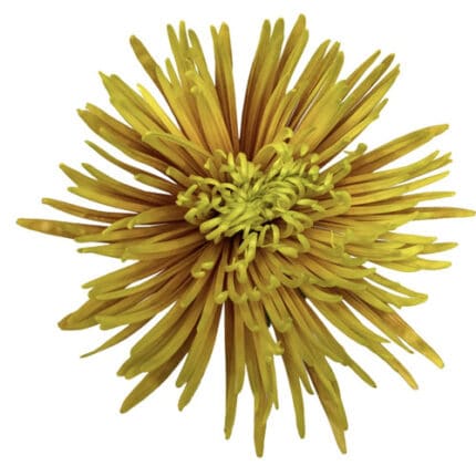 Mum Delistar Saffina Yellow so