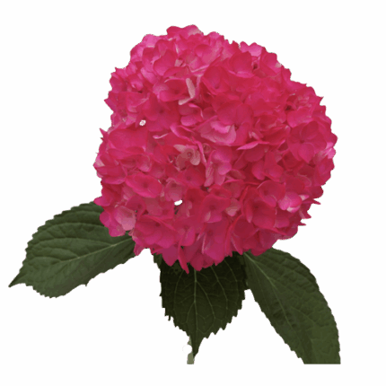 Hydrangea Hot Pink Pocket gro(