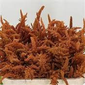 Amaranthus HotBiscuit can.