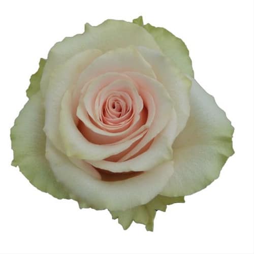 b4e32209-068e-4c18-94e4-5079874421b4.jpg Rose Frutteto 50cm ecuanros - Image 1