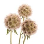 Stellata Pods fisher