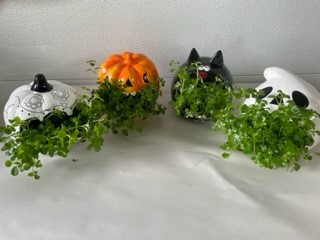 6" Halloween Howlers