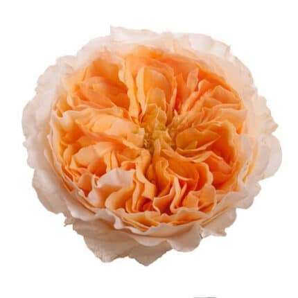 Rose Beatrice rprimax12