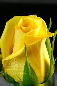 Rose GOLD STRIKE(yellow) 50rprima