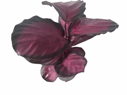 4" Calathea Rosey