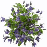 Clematis Amazing Havana holl - Image 2