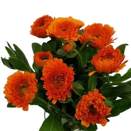 Calendula Orange camflor