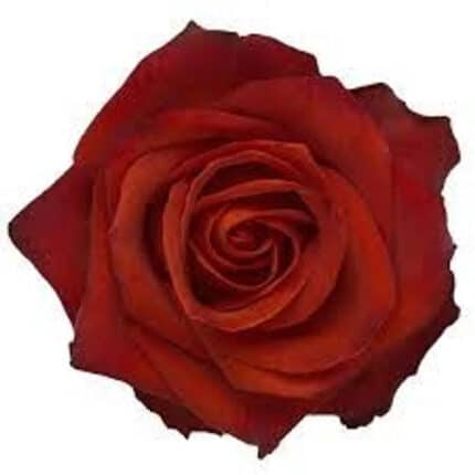 Rose Cafe Del Mar 50cm holex