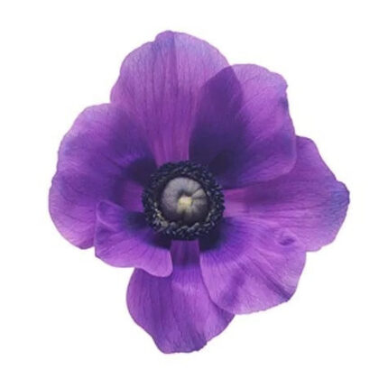 Anemonie Blue flowerboard