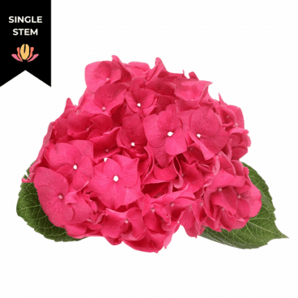 Hydrangea Rodeo Red holl(STEM)