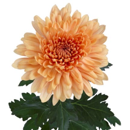 Mum Cremon Kirby Vintage Org g