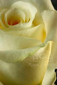 Creme de la creme 40 rfi(20)