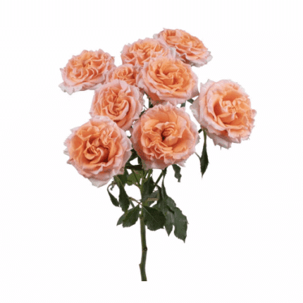 RoseSpray Fibonacci Aureus tes