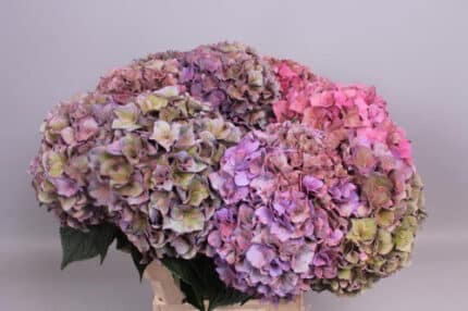 Hydrangea Rodeo ClassicPurple