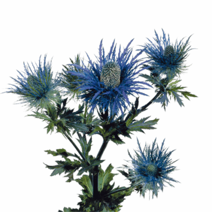 Eryngium Alpine Blue 60cm fresca