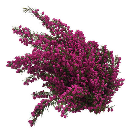 Boronia Hot Pink camflor