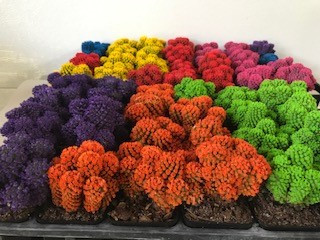 2" CACTI DESERT GEMS