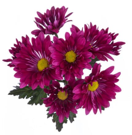 Pom Daisy Purple bmark