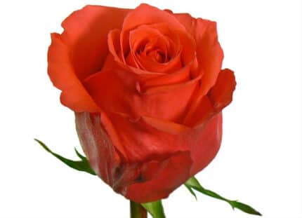 Rose RockStar 60cm rfi