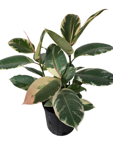 8" Ficus Tineke