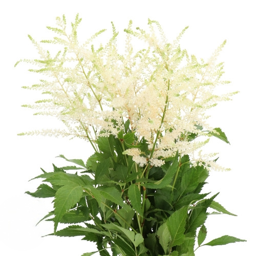 b59ede81-df94-4734-891c-851bf827f94f.png Astilbe White 60cm holex - Image 1