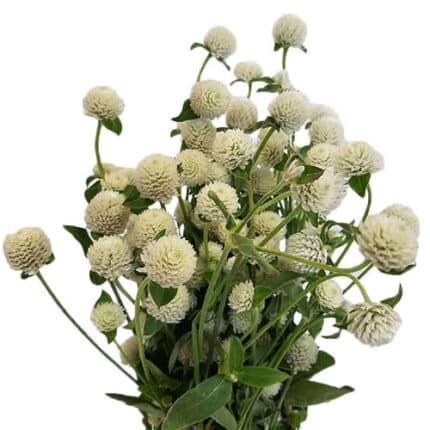 Gomphrena White paradise
