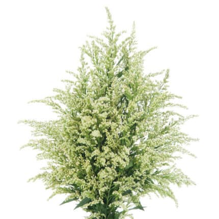 Solidago Estelle fresca